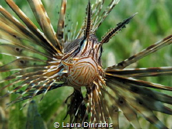 Common lionfish on seagrass by Laura Dinraths 
